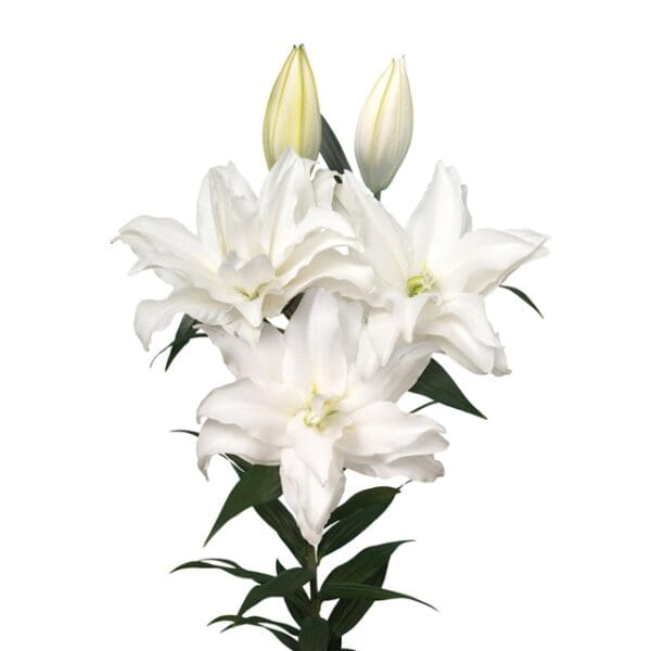 Elegant white lilies in bloom.