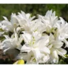 Bunch of beautiful white lilies.