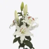 Elegant white lilies in bloom.