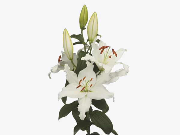 Elegant white lilies in bloom.