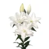 White lilies bouquet, elegant blooms.