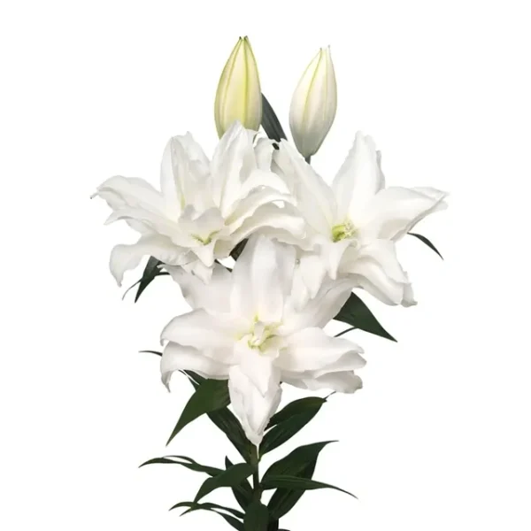 White lilies bouquet, elegant blooms.