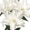 Beautiful bunch of white lilies.