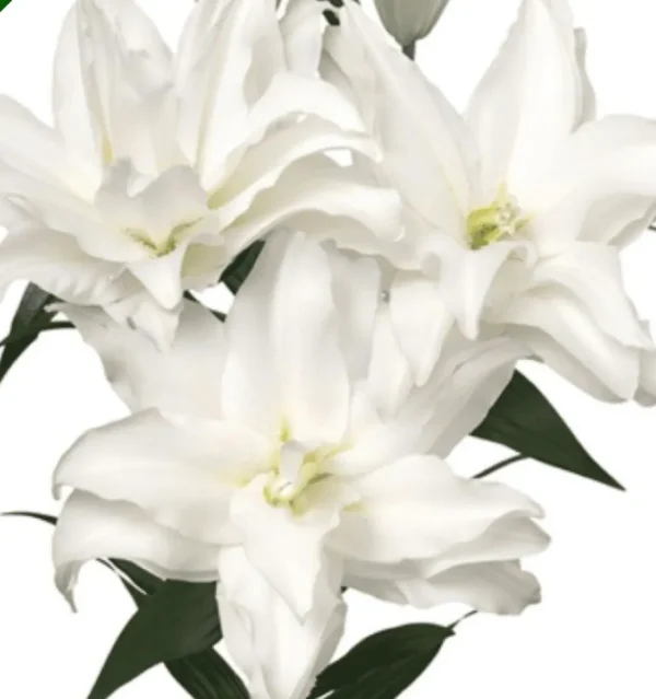 Beautiful bunch of white lilies.