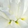Close-up of a white flower's petals.