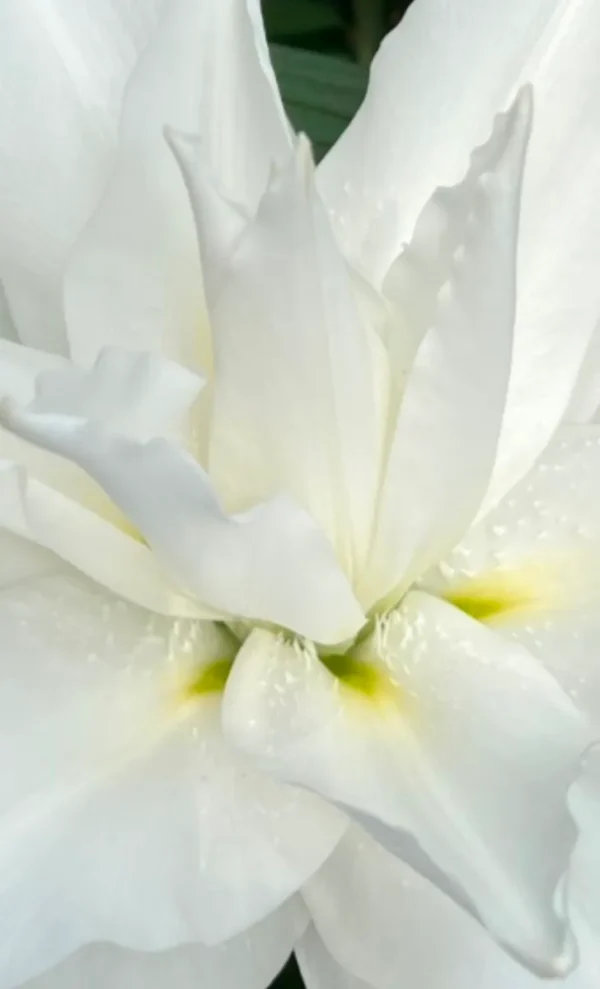 Close-up of a white flower's petals.