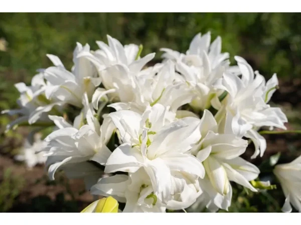 Beautiful bouquet of white lilies.