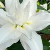 White lily flower in full bloom.