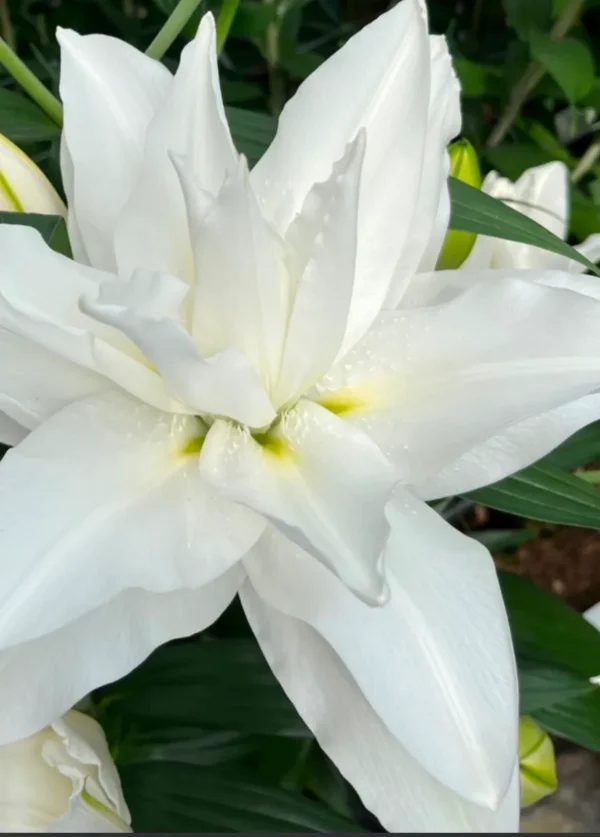 White lily flower in full bloom.