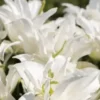 Close-up of white lilies in bloom.