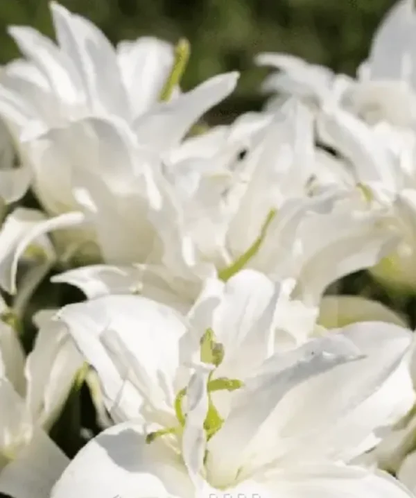 Close-up of white lilies in bloom.