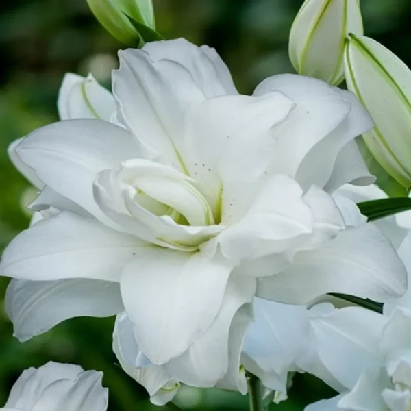 Beautiful white lily flower blooming.