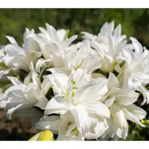Cluster of white lilies in bloom.