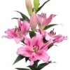 Pink lilies in full bloom.