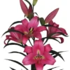 Pink lilies in full bloom.