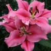 Pink lilies in full bloom.