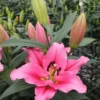 Pink lily flower in bloom.