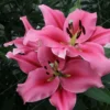 Pink lilies in full bloom.
