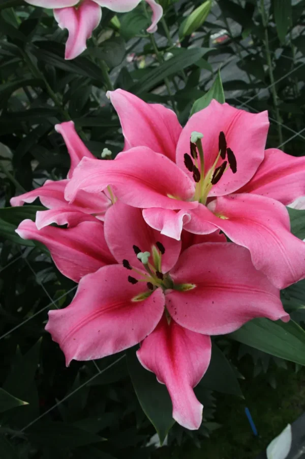 Pink lilies in full bloom.