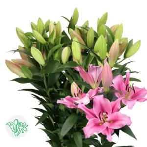 Pink and green lilies bouquet.