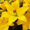 Here's an alt tag for the image: Bright yellow lilies in full bloom.