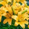 Cluster of bright yellow lilies.