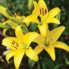 Here's an alt tag for the image: Yellow Asiatic lilies in full bloom.