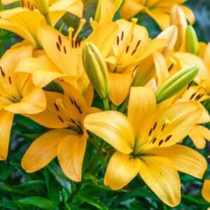 Cluster of bright yellow lilies.