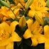 Cluster of bright yellow lilies blooming.