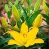 Here's an alt tag for the image: Bright yellow lily in full bloom.