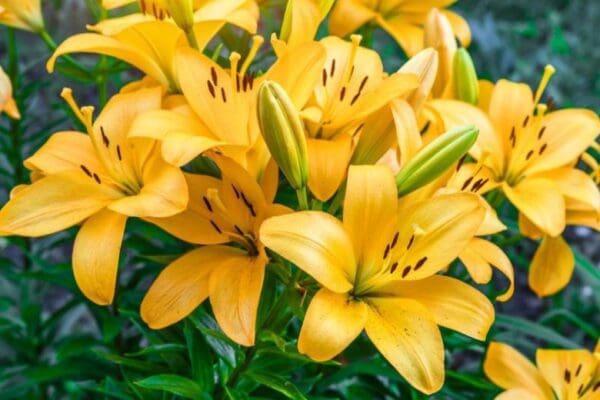 Cluster of bright yellow lilies.