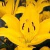 Here's an alt tag for the image: `Bright yellow lily flower in bloom`