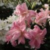 Pink lilies blooming in greenhouse.