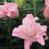 Pink lilies blooming in garden.