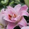 Pink Asiatic lily in full bloom.