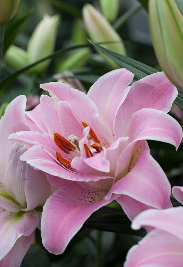 Pink Asiatic lily in full bloom.