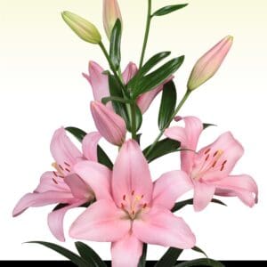 Pink lilies in full bloom.
