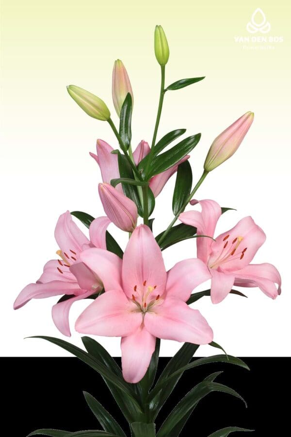 Pink lilies in full bloom.