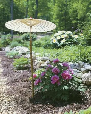 Here's an alt tag for the image: Pink peonies and parasol in garden.