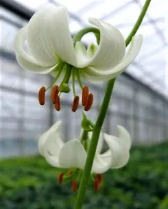 Here's an alt tag for the image: Two white lilies in a greenhouse.
