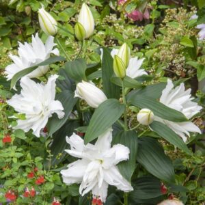 White lilies blooming in garden.