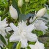 White lilies blooming in garden.