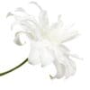 Single white flower, elegant bloom.