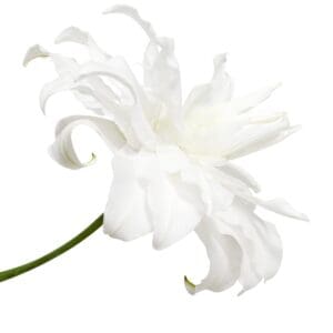 Single white flower, elegant bloom.