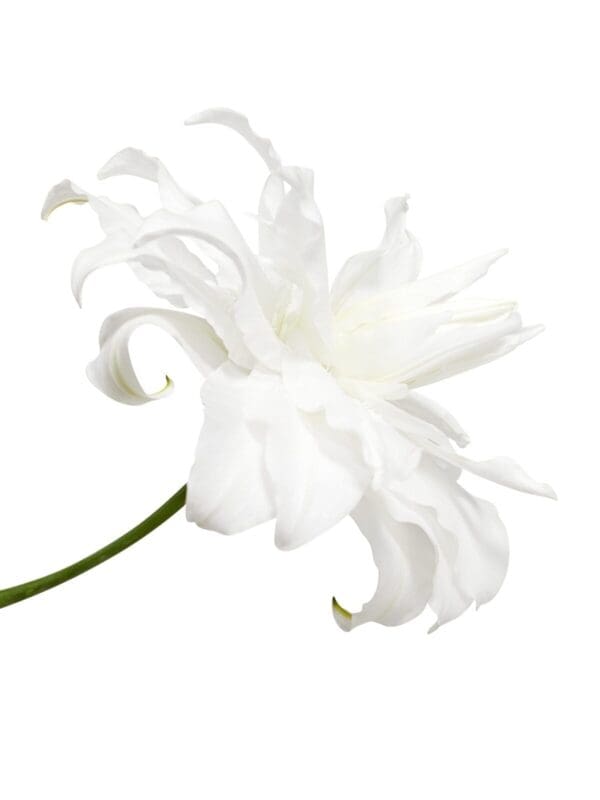 Single white flower, elegant bloom.