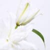 White lilies in bloom, close-up.