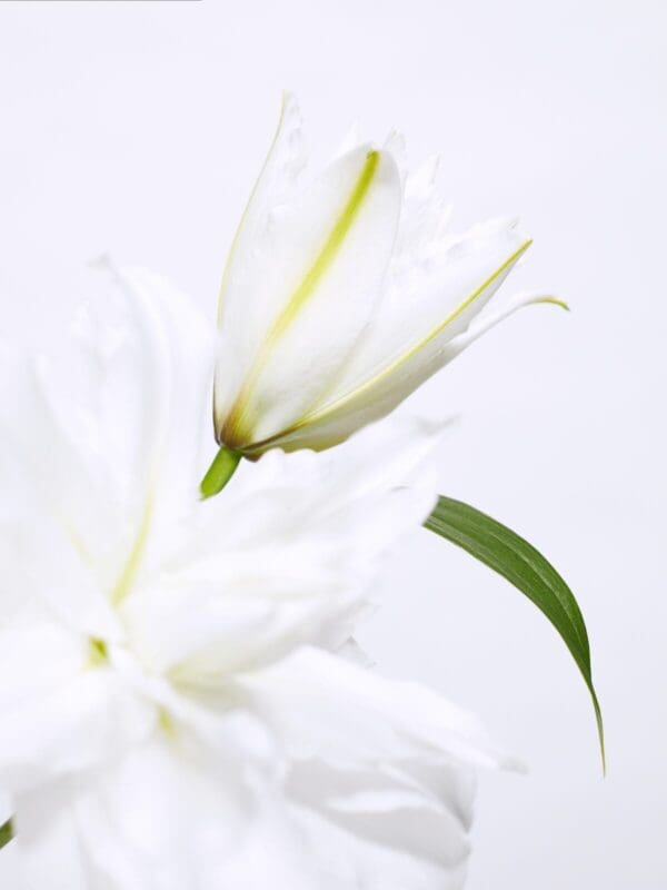 White lilies in bloom, close-up.