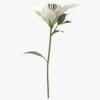Here's an alt tag for the image: Single white lily flower stem.