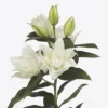 Elegant white Asiatic lilies in bloom.