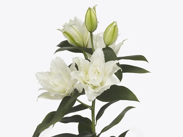 Elegant white Asiatic lilies in bloom.